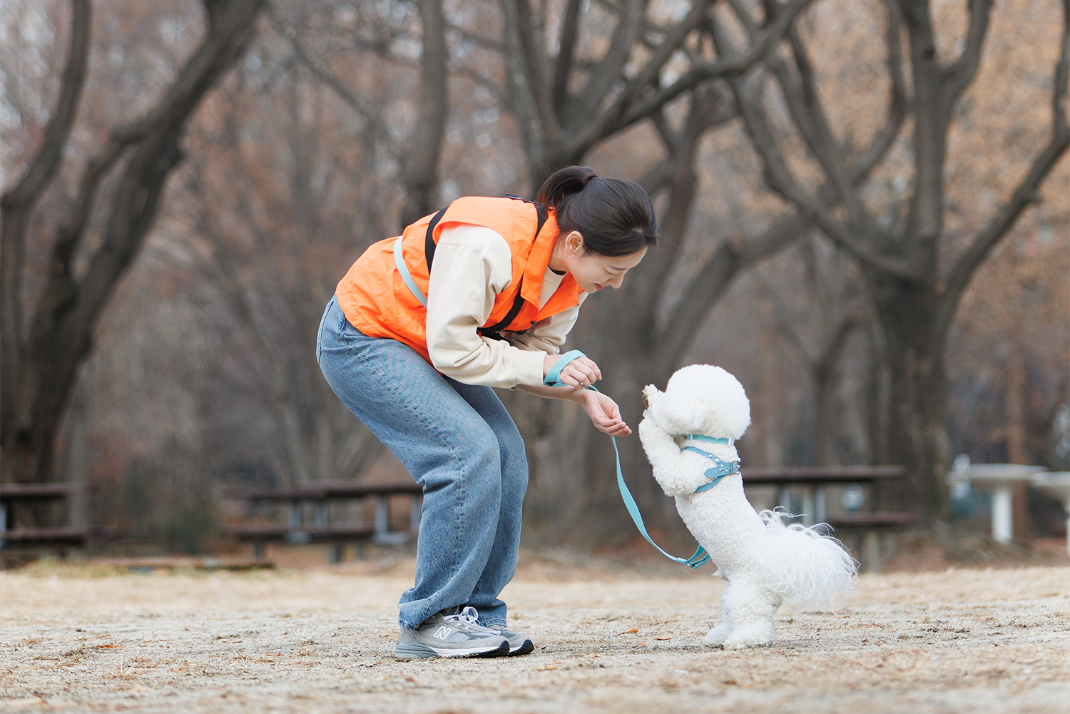 반려견 산책 이미지