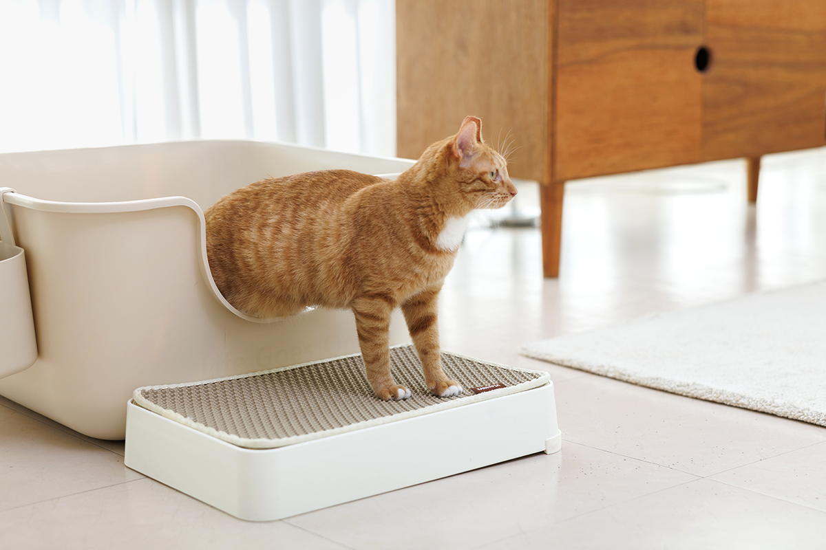 환견·환묘 돌봄