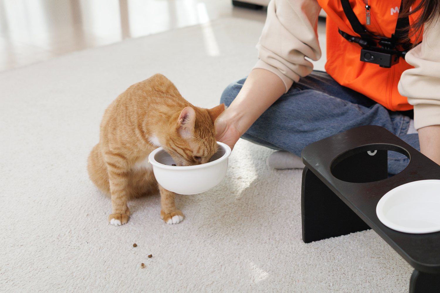 고양이 돌봄 이미지